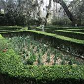 Magnolia Plantation & Gardens FEBRUARY- Flowerdale