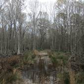 Beidler Forest Audubon Center & Sanctuary - 4 Hole Swamp (Area 1)