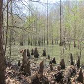 Ponds & Swamps Around Lake Moultrie