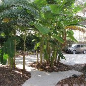 Tropical Looks of Charleston - Bluebird Drive House