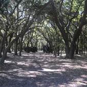 Legare Farms - Wooded Areas