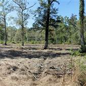 Halidon Hill - Rice Fields-Fields-swamps #02 Greentree