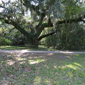 Secession Oak & Surrounding Area