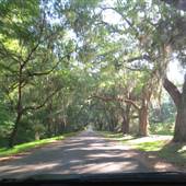 Magnolia Plantation & Gardens MAY LOOKS - Oak Drive to Main House