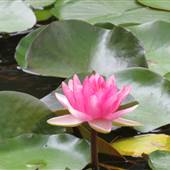 Centennial Park Overview  - Edisto Gardens