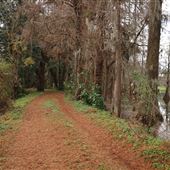 Harrietta Plantation December 2017 - West Dikes