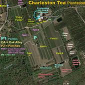 Charleston Tea Garden - Overview & Drive around