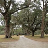 Harrietta Plantation - Oak Alleys and Dramatic Trees