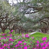 Oak Alleys of the Lowcountry - Charleston Region