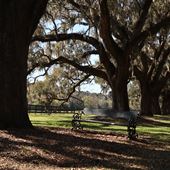 Boone Hall Plantation - Under the Oaks (March 2019)