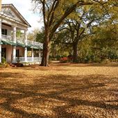 Springfield Plantation