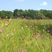 Seabrook Island - Wildflowers in July