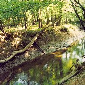 Francis Marion National Forest-Lake Guilliard