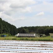 Lowland Farms