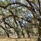 Woodlands Nature Reserve - Live Oak Forest