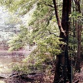 Hutton Plantation (Forest)