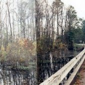 Hunting Swamp Bridge