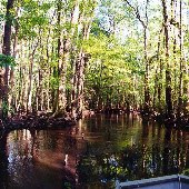 Little Salkehatchie River