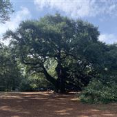 Angel Oak