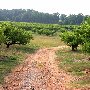 Williams Brothers Farms