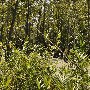Hopkins Swamp