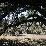 Hampton Plantation State Park