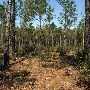 Francis Marion National Forest