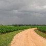 J.D. Wiles Farm
