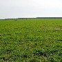 Robinson Farms (Wheat Fields)
