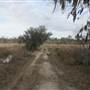 Nemours Wildlife Foundation - Rice Field 2