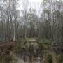 Beidler Forest Audubon Center & Sanctuary - 4 Hole Swamp (Area 1)