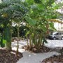 Tropical Looks of Charleston - Bluebird Drive House