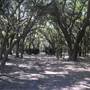 Legare Farms - Wooded Areas