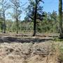 Halidon Hill - Rice Fields-Fields-swamps #02 Greentree