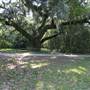 Secession Oak & Surrounding Area