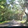 Magnolia Plantation & Gardens MAY LOOKS - Oak Drive to Main House