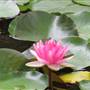 Centennial Park Overview  - Edisto Gardens