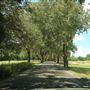 Caledonia Golf and Fish Club - Pawley's Island - Drive to the Clubhouse