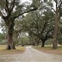 Harrietta Plantation - Oak Alleys and Dramatic Trees