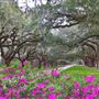 Oak Alleys of the Lowcountry - Charleston Region