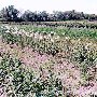 Rosebank Farms