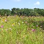 Seabrook Island - Wildflowers in July