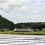 Lowland Farms