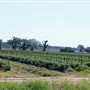 Rackity Hall Farms