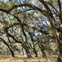 Woodlands Nature Reserve - Live Oak Forest