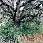 Botany Bay - Oak Tree & Ruins