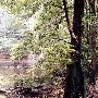 Hutton Plantation (Forest)