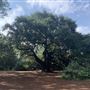 Angel Oak