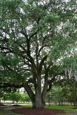 Santee Cooper - Wampee/Somerset Conference Center