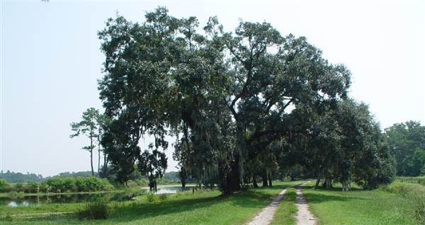 Airy Hall Plantation